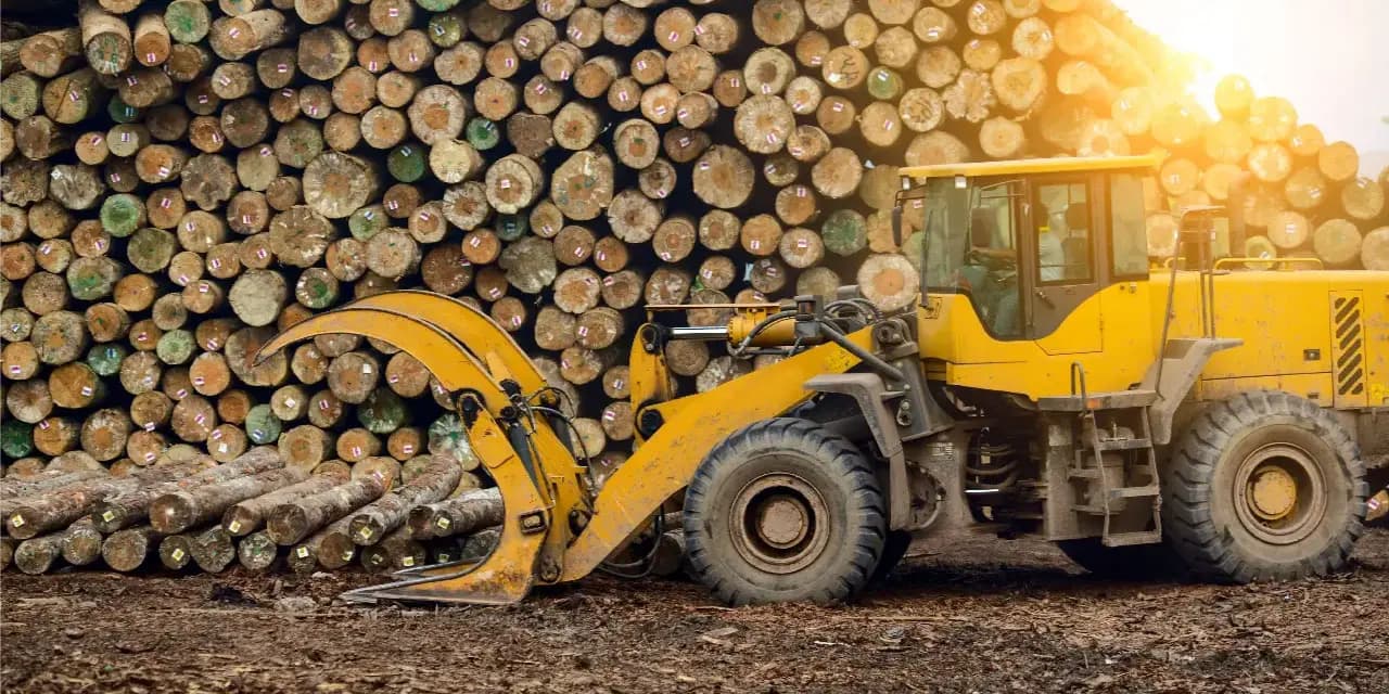 Conheça o real impacto da produção de papel no meio ambiente.