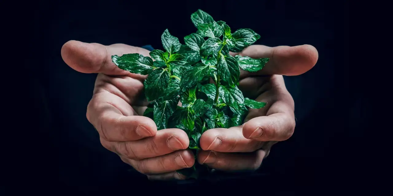 Utilizar tecnologias que não prejudicam a natureza